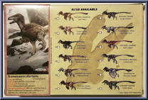 Dromaeosaurus albertensis (Gray) from Beasts of the Mesozoic - Raptor Series manufactured by Creative Beast Studio [Back]