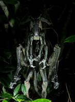 Modermorph (Aliens) Custom Action Figure