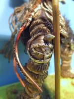 Orc spearman, custom of a kitbash figure by toybiz. (Lord of the Rings) Custom Action Figure