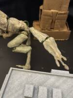 S.H. Monsterarts Cloverfield (1-18-08) (S.H. Figuarts) Custom Action Figure