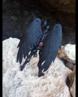 Raptor, Dark Hawkman (DC Universe) Custom Action Figure