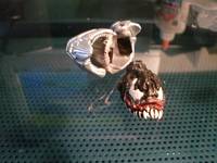 Smiley (Original) Custom Miniature / Figurine