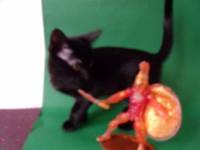 Firey Leonidas (300) Custom Action Figure