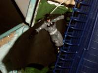 Batman (Marvel Universe) Custom Action Figure