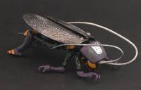Insecticon Infest (Transformers) Custom Action Figure