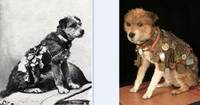 Owney the Mail Dog (Heroic Dogs) Custom Miniature / Figurine