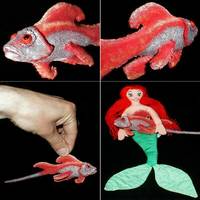 GF (Goldfish) Swordtail (Wizardry) Custom Other