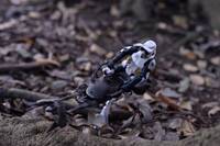 satomi (Star Wars) Custom Miniature / Figurine