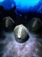 Alien Egg (Aliens) Custom Other [Alien egg]