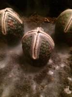 Alien Egg (Aliens) Custom Other [Alien eggs]