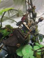 Qulu'an On the hunt / Black Marshes (Dungeons and Dragons) Custom Action Figure