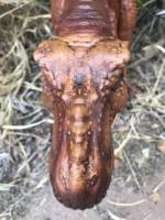Jurassic Park (Jurassic Park) Custom Action Figure